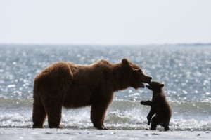 Disneynature's BEARS