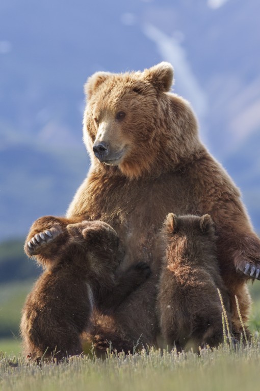 Disneynature's BEARS