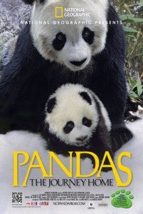 pandas