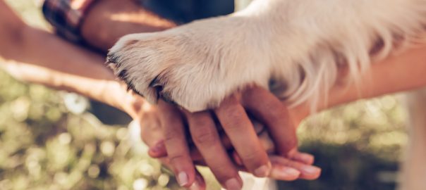 Eet je hond niet goed? Dit kan je proberen!